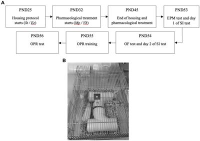 Role of environmental enrichment on social interaction, anxiety, locomotion, and memory in Wistar rats under chronic methylphenidate intake
